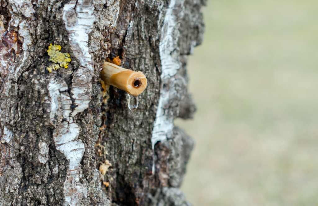 Sève de bouleau