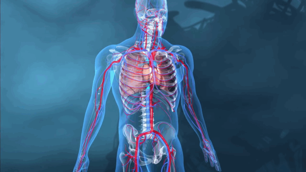 Les problèmes de cœur ou de circulation